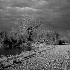 © Carolyn  M. Fletcher PhotoID# 7778439: Glory Road