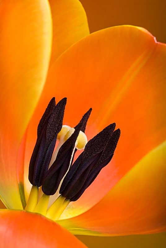 Tulip