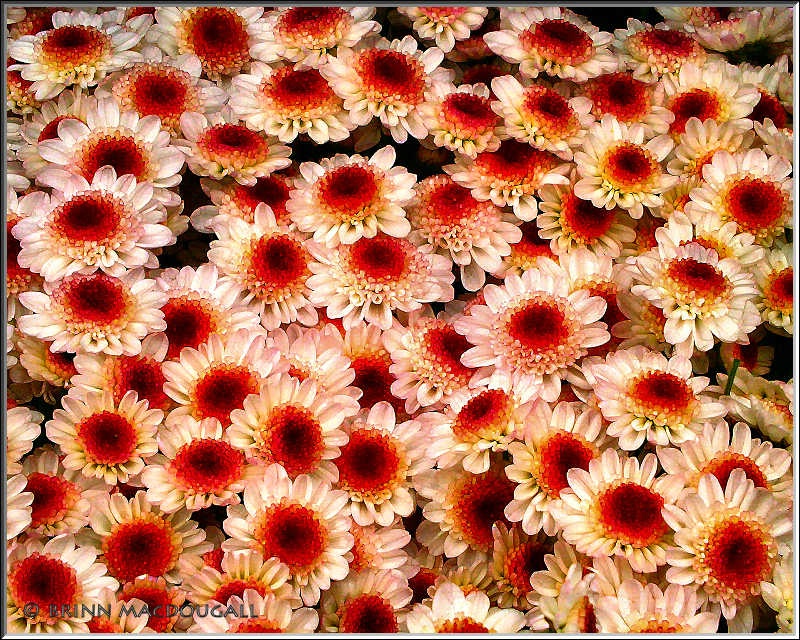 Bunches of Mums