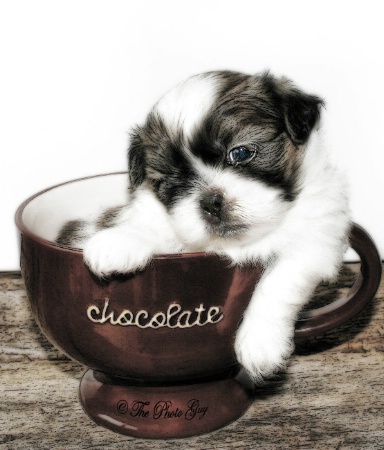 Cup of Puppy