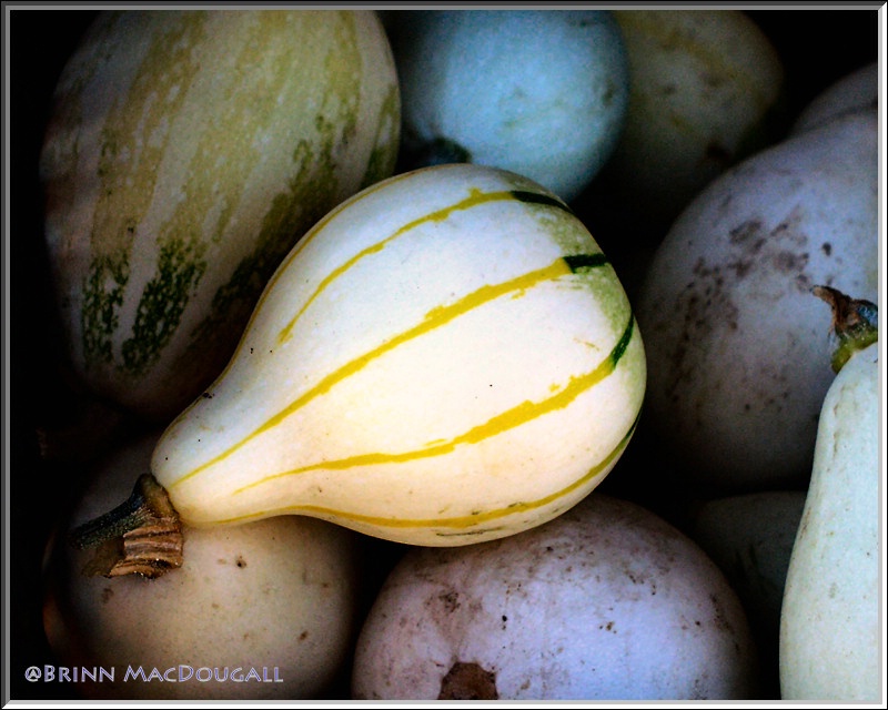 Winter Gourds