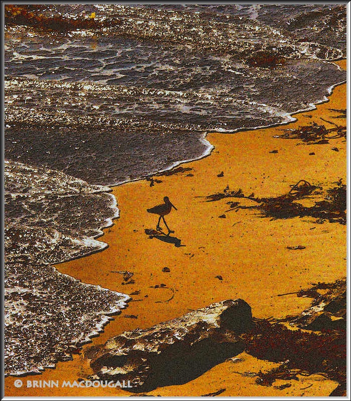 Bird on Beach