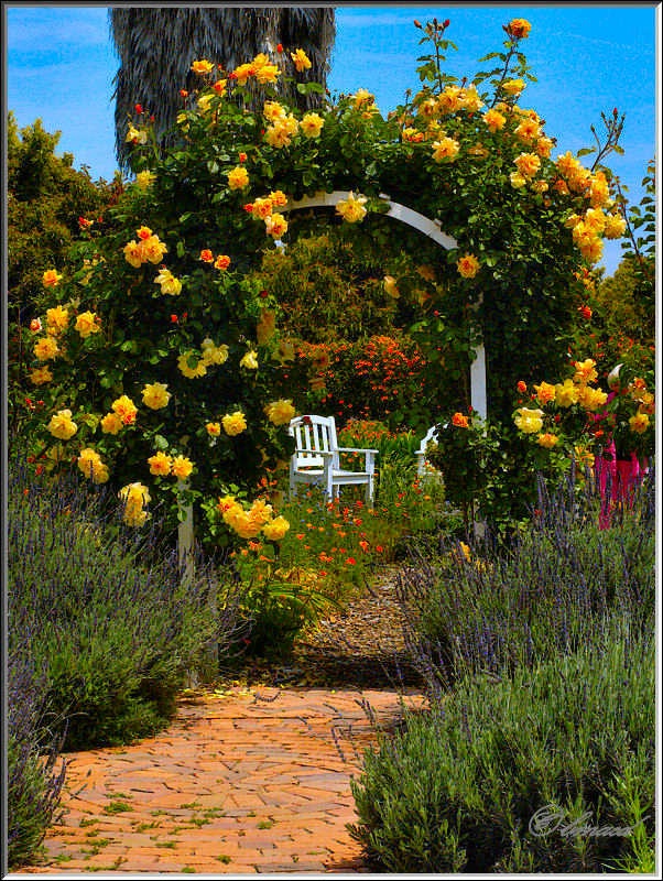 Arbor and Roses