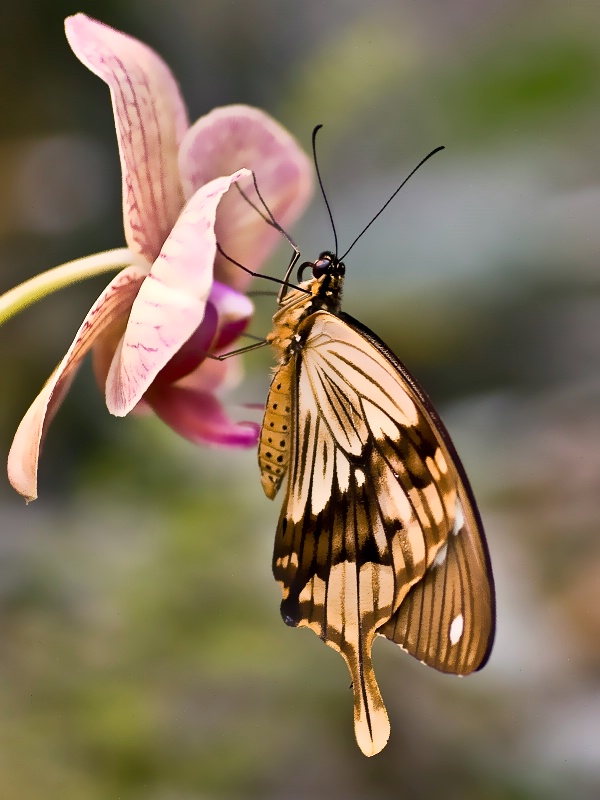 Mocker On an Orchid