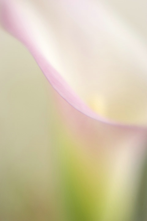 calla