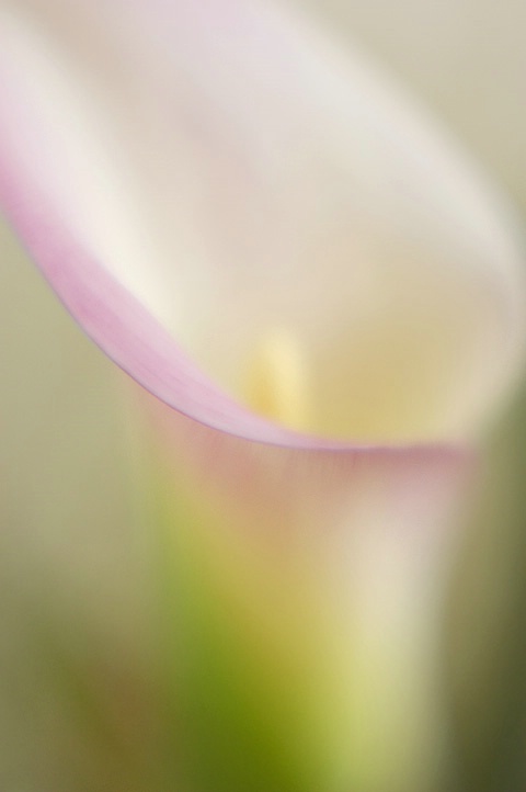 calla