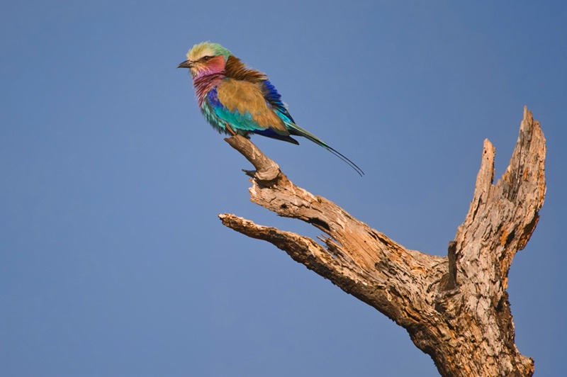 Feathered Rainbow