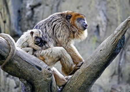 Howler Monkey and Baby