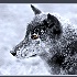 2Snow Wolf - ID: 7958561 © William Greenan