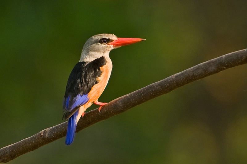 Grey-headed Kingfisher