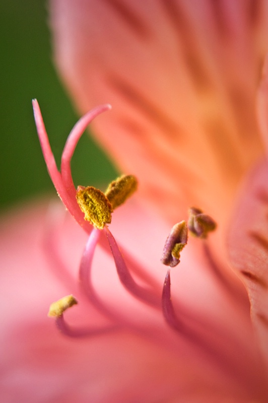 Flower Romance