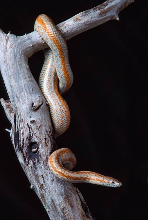 California "Rosy" Boa