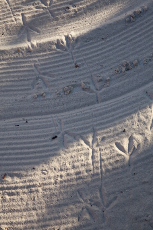 Footprints in the Sand - ID: 7997753 © Jim Miotke