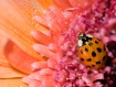 A Little Buggy