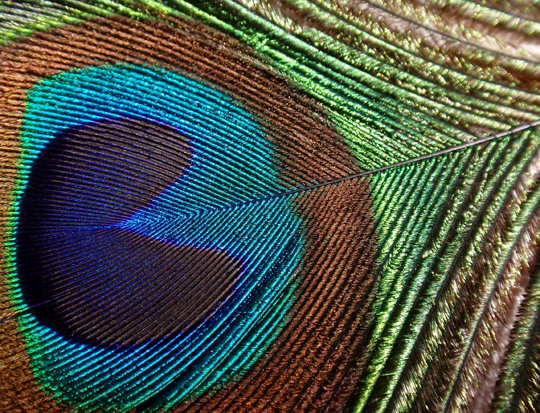 Peacock's feather 