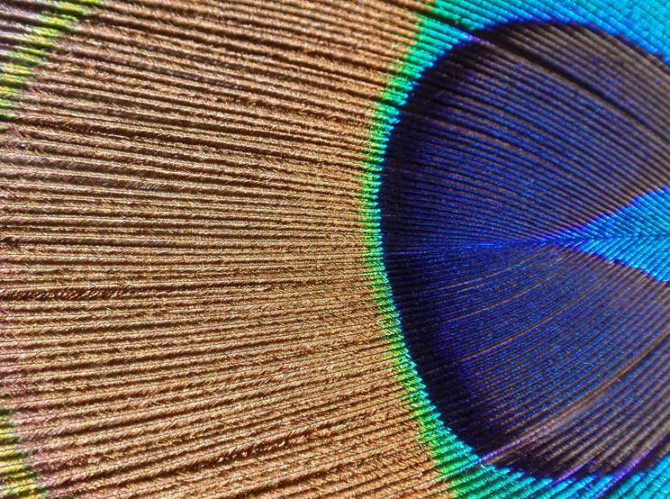 Peacock's feather - Close Up #2