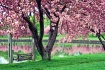 Spring Swing