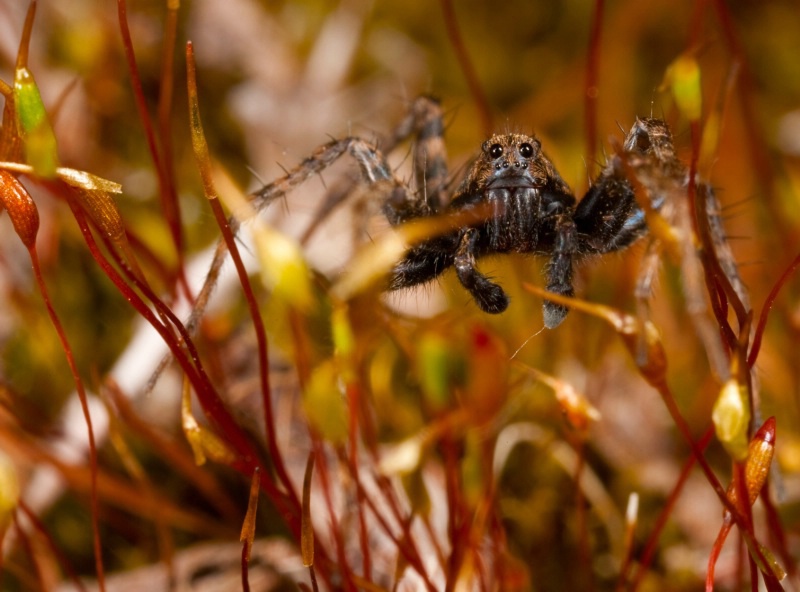 Wolf Spider / Monkey Face