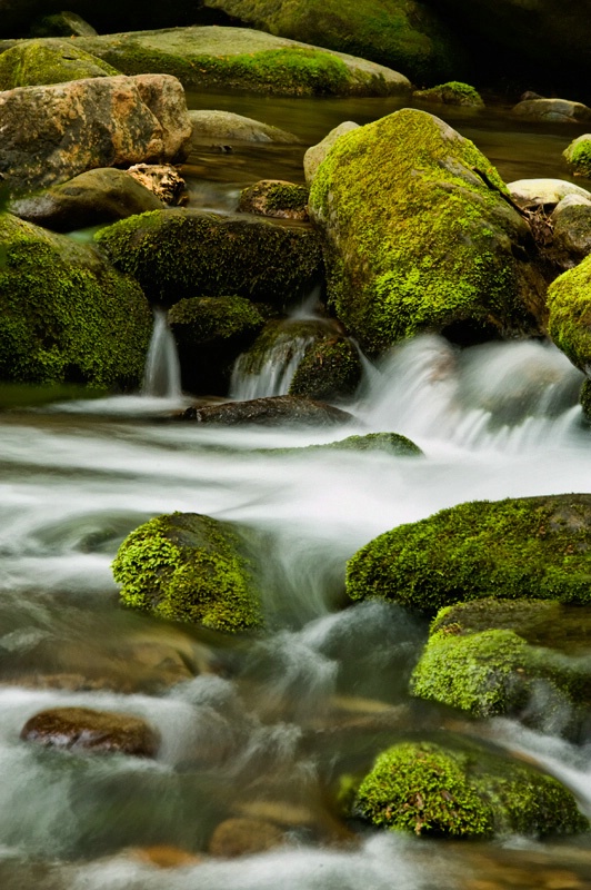 Mossy Stream