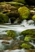 Mossy Stream
