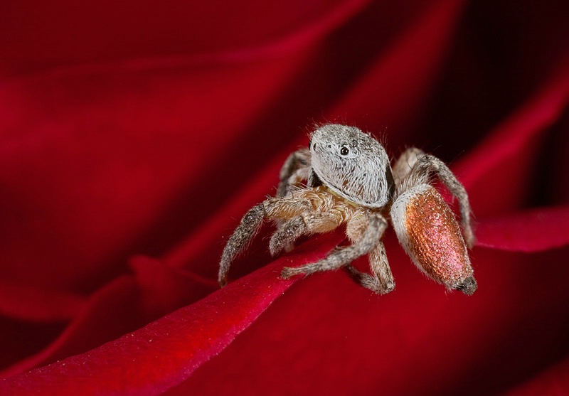 Habronattus on Rose