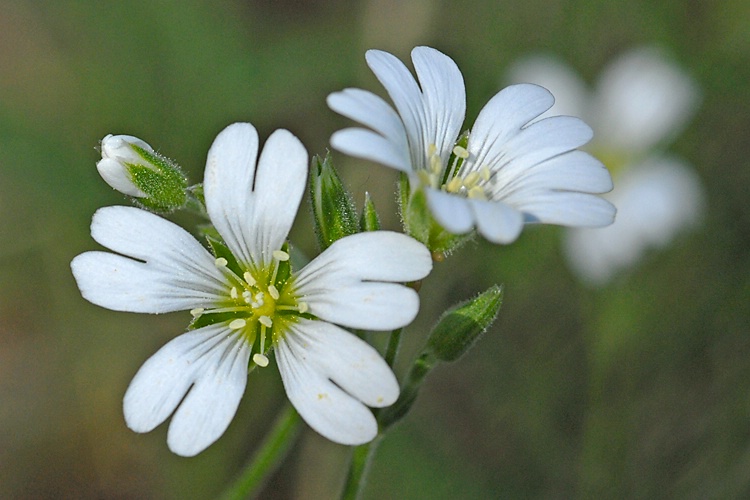 Wildflowers