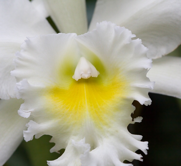White Orchid - Close Up.