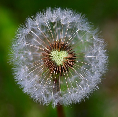 Heart of a Dandelion