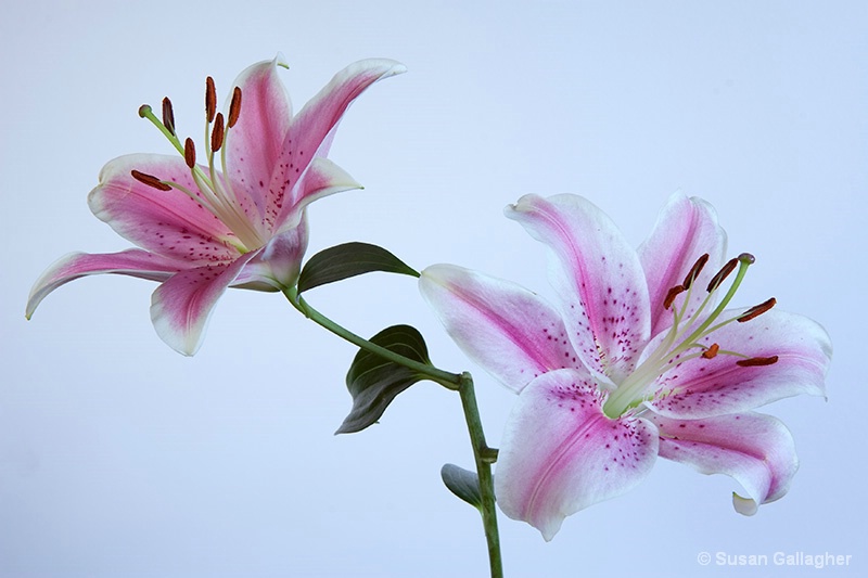 Fading lilies - ID: 8489744 © Susan Gallagher