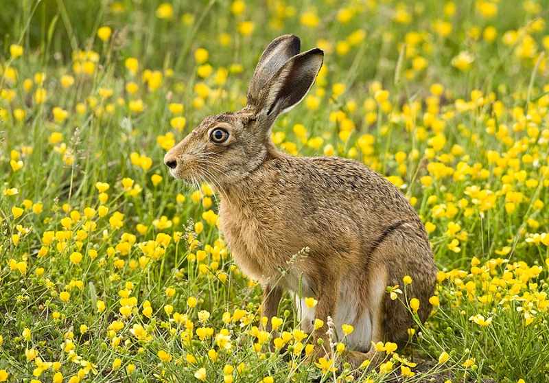 Hare in a sea of Yellow