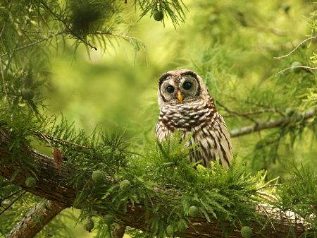 Barred Owl