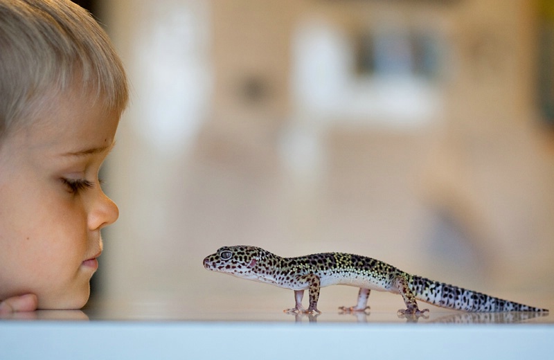 The Gecko on the Kitchen Counter