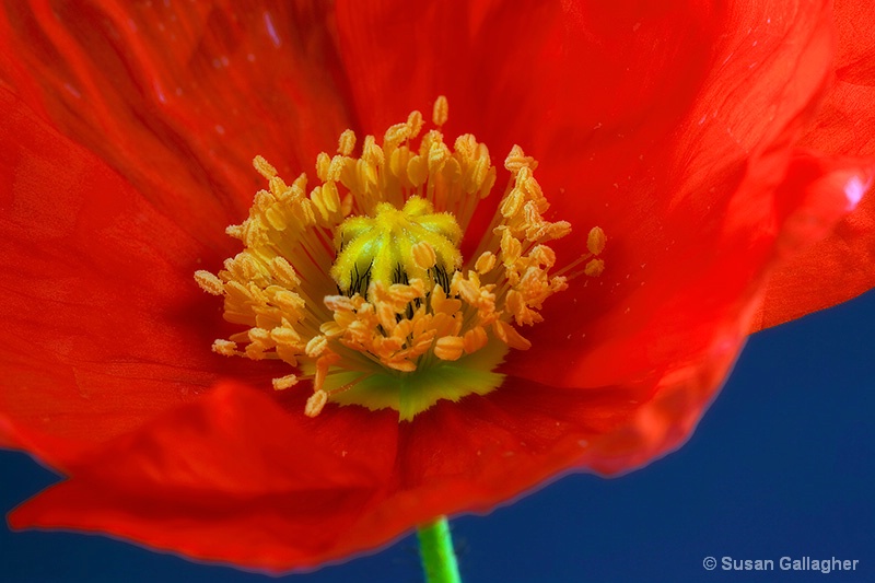 Poppy - ID: 8603207 © Susan Gallagher