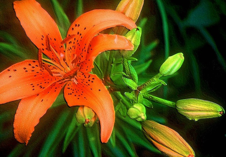 Orange Lily