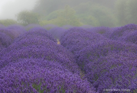 The Lavender Field in Fog