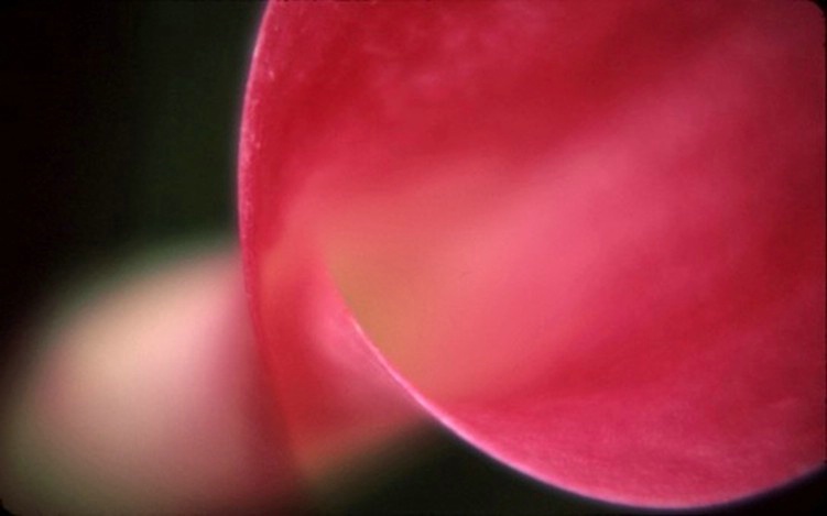 Calla Lily Abstract