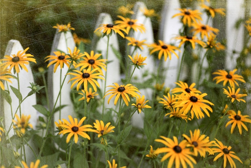 Black-Eyed Susans