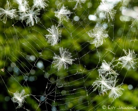 Caught in the Cobwebs