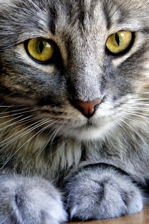 Kitty Closeup