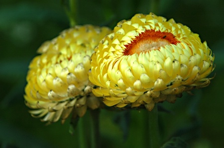 NATURE  IN  YELLOW