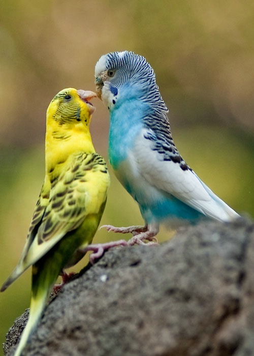 Parakeet Wars