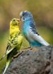 Parakeet Wars