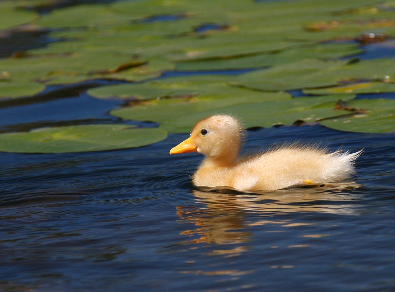 One Little Duck