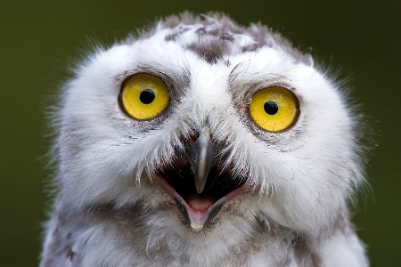 Young Snowy Owl