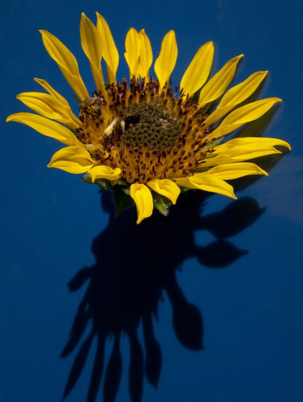 Sunflower Head