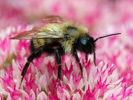 Bee on Sedum