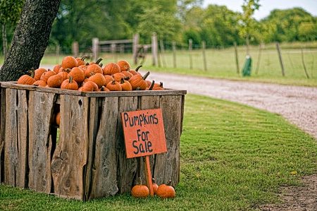 Pumpkins For Sale