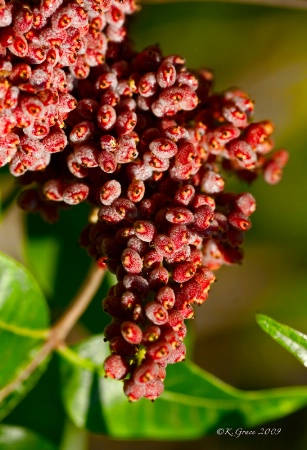 Winged Sumac