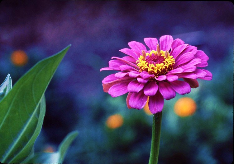 Flower and Leaves