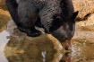 Nose To Nose